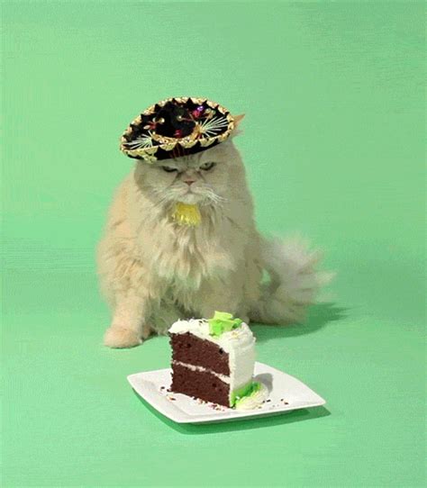 Happy Birthday Cat S Find And Share On Giphy