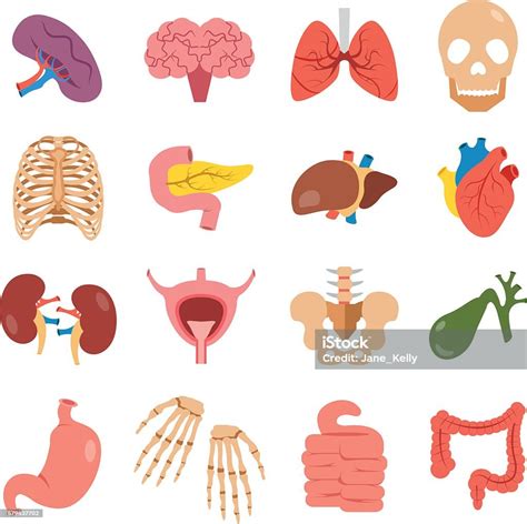 Human Organs Set Bones Internal Organs Vector Icons Flat Design Stock