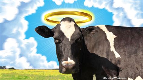 Why Do We Say Holy Cow Howstuffworks