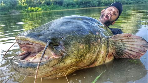 Incredible Huge Catfish 85 Feet X 250 Lbs Live Attack By Yuri Grisendi