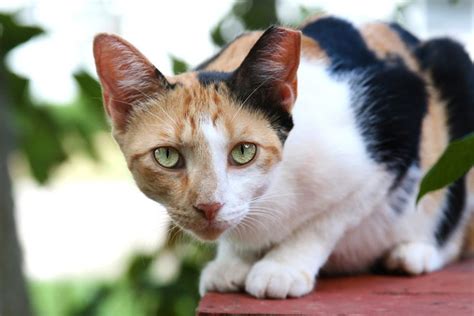 Can A Stray Cat Become A House Cat Step By Step Guide Clever Pet