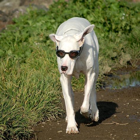 Albino Great Dane In The Noonday Sun Flickr Photo Sharing
