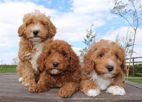 Cockapoo Puppies For Sale Austin Tx Petzlover