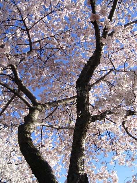 Big Cherry Blossom Tree Stock Photo Image Of Cherry Bloom 7683706