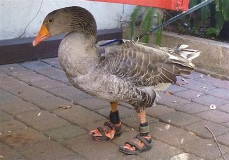 The Goose Who Wears A Pair Of Sandals Metro News