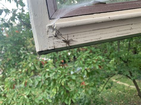 What Kind Of Spider Is This Northeast Ohio Rspiders