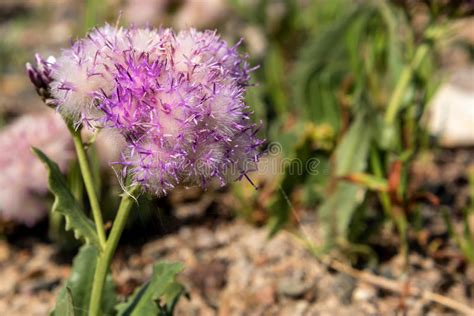 Pink Flower Mountains Closeup Stock Photo Image Of Nature