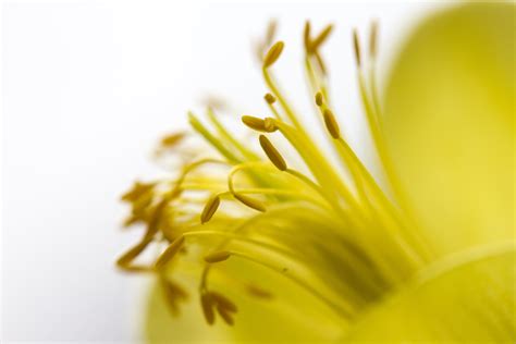 Online Crop Yellow Flower Macro Photography Hd Wallpaper Wallpaper