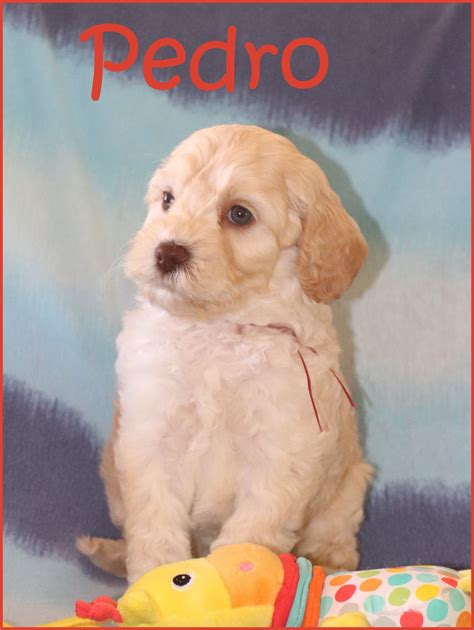 Available Australian Labradoodle Puppies | Premiere Labradoodles