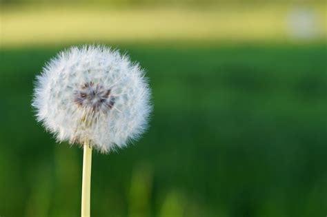 Free Images Nature White Field Lawn Meadow Dandelion Prairie