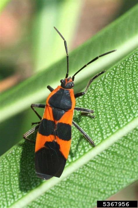 Large Milkweed Bug Oncopeltus Fasciatus