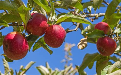 Zones For Planting Fruit Trees