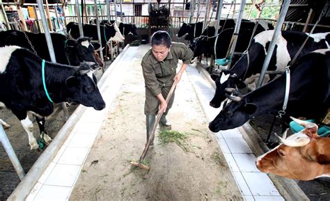 Peran Peternak Sapi Perah Untuk Penuhi Kebutuhan Susu Di Indonesia