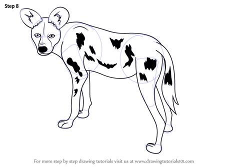 Step By Step How To Draw A African Wild Dog