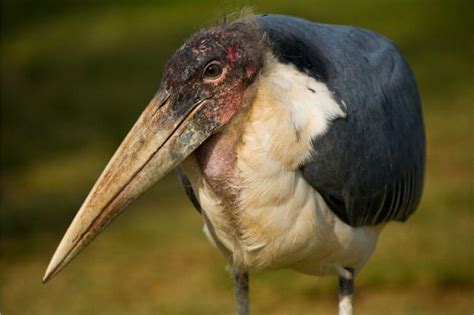 13 Types Of Scavenger Birds Birds That Consume Dead Animals