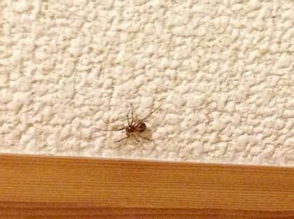 From starry sky scans:<br >ill make it so your bodys unable to forget mine.<br >saijou takato's 5 year reign as the most huggable no. イメージカタログ: 100+ EPIC Best 家 蜘蛛 小さい 透明