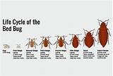 Bed Bug Quotes Images