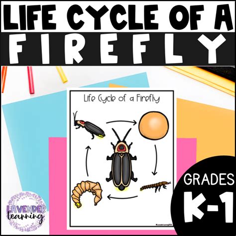 Life Cycle Of A Firefly Activities Worksheets Booklet Firefly Life