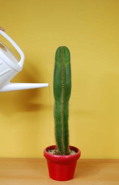 When watering, the soil should be given a good soaking, allowing excess water to drain away. How Often Do You Need To Water A Cactus Plant? | Cactus ...