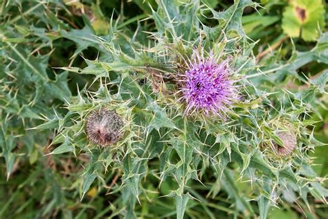 The Surefire Way To Get Rid Of Thistles In Your Lawn