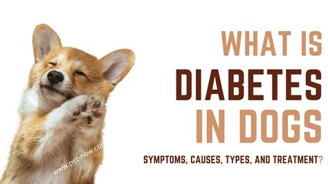 What Is Diabetes In Dogs Symptoms Causes Types And Treatment