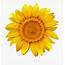 Download High Quality Sunflower Clip Art Resolution Transparent 