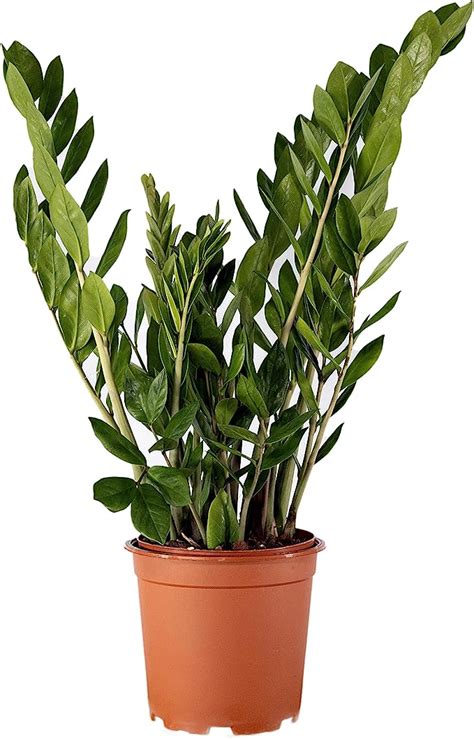 Zamioculcas Zamiifolia House Plant In A 17cm Pot Fern Arum Approx 60