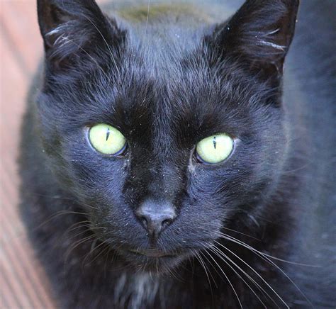 Free Picture Black Cat Cute Eye Portrait Fur Pet Animal Whisker
