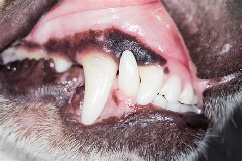 Dog Mouth Problems General Dog Health Care Dogs Guide Omlet Uk