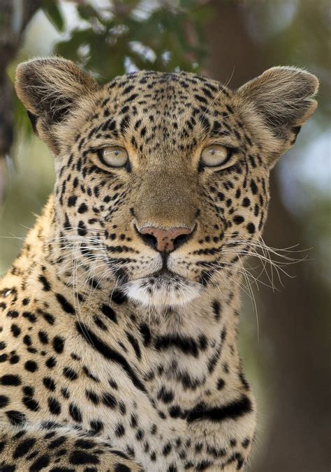 Leopard Stare By Bob Pietrowski 500px Big Animals Wild Cats