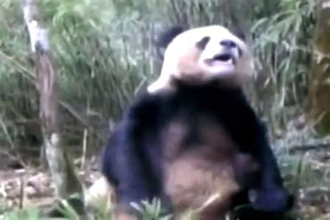 Panda Masturbation Video Released In China Could Transform Difficult