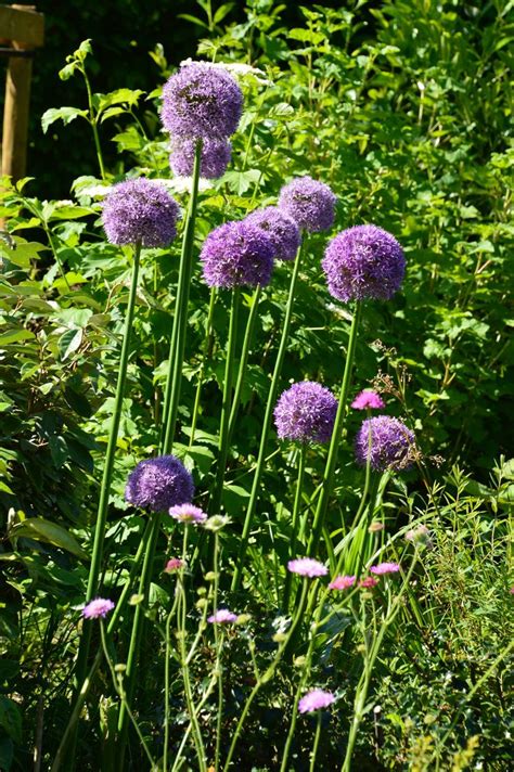 Some Purple Flowers Are In The Middle Of Tall Grass And Bushes With