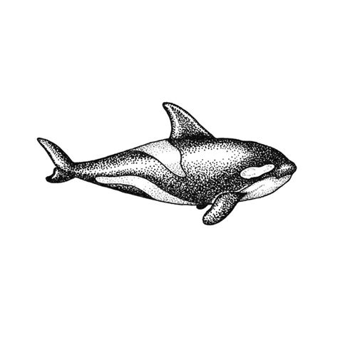 Orca Whale Tattoo Realistic Temporary Tattoos Tattooicon