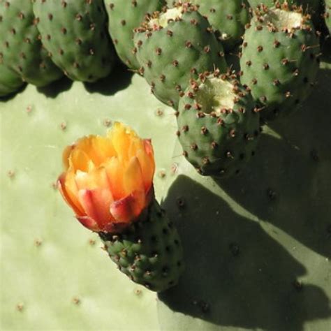 Spring Cactus Flower Arizona Cactus Flower Cactus Flowers