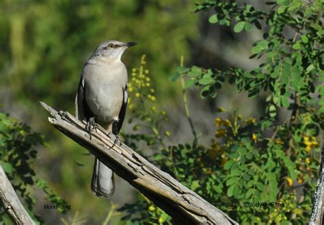 East Texas Birder On The Move More Birds Of My Backyard