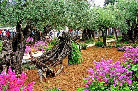 Flowers And Olive Trees In Gethsemane Garden Next To Church Of
