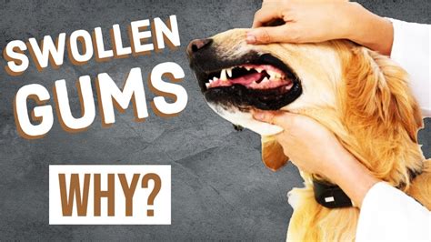 Dog Swollen Gums Gingival Hyperplasia Youtube