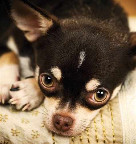 What Is The Best Age To Breed A Female Chihuahua