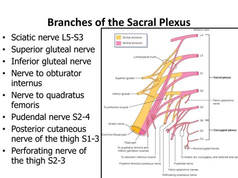 Lumbosacral Plexus Nerves