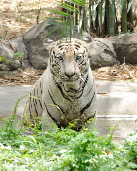 2012 07 15 Pune Zoo 26 White Tiger Panthera Tigris Tigris Flickr