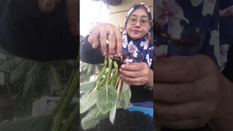 Pokok serai sangat mudah ditanam. Cara-cara tanam anak pokok - YouTube