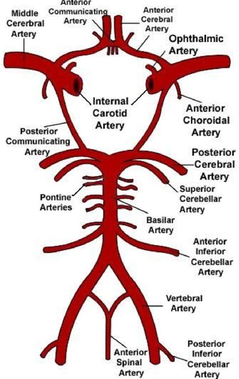 Variants Of The Posterior Cerebral Circulation And Its Significance