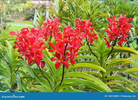 Beautiful Red Orchid Flower Growing In The Garden Stock Image Image Of Interior Elements