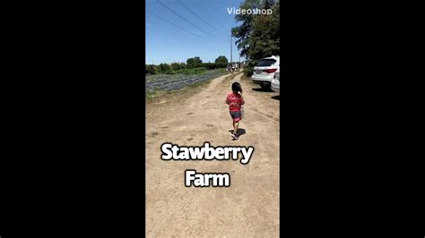 Sun's Strawberry Farm (pick your own) - YouTube