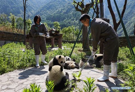 Shenshuping Protection Base Home To More Than 50 Giant Pandas In Sw