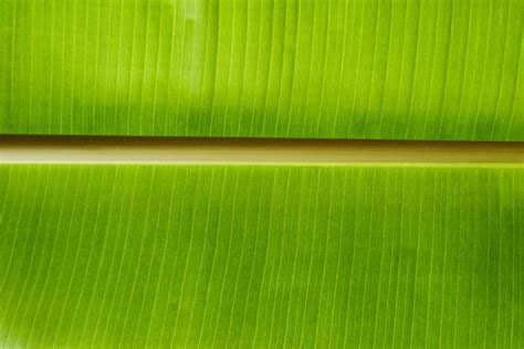 Banana Leaf Wallpapers Wallpaper Cave