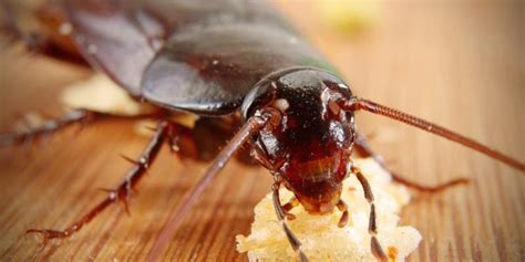 Keeping Florida Roaches Under Control Southern Greens Pest Control