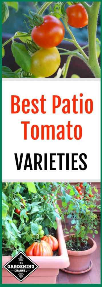 Best Patio Tomato Varieties Gardening Channel