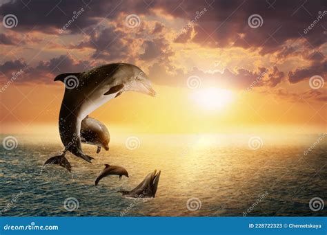Beautiful Bottlenose Dolphins Jumping Out Of Sea At Sunset Stock Image