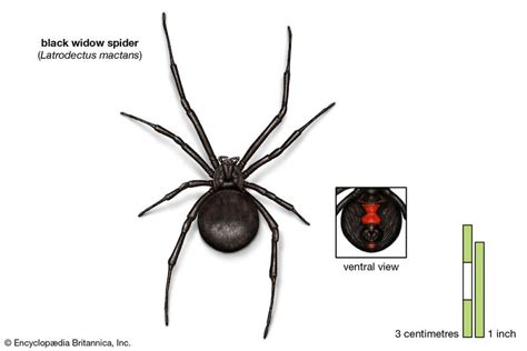 9 Of The Worlds Deadliest Spiders Britannica